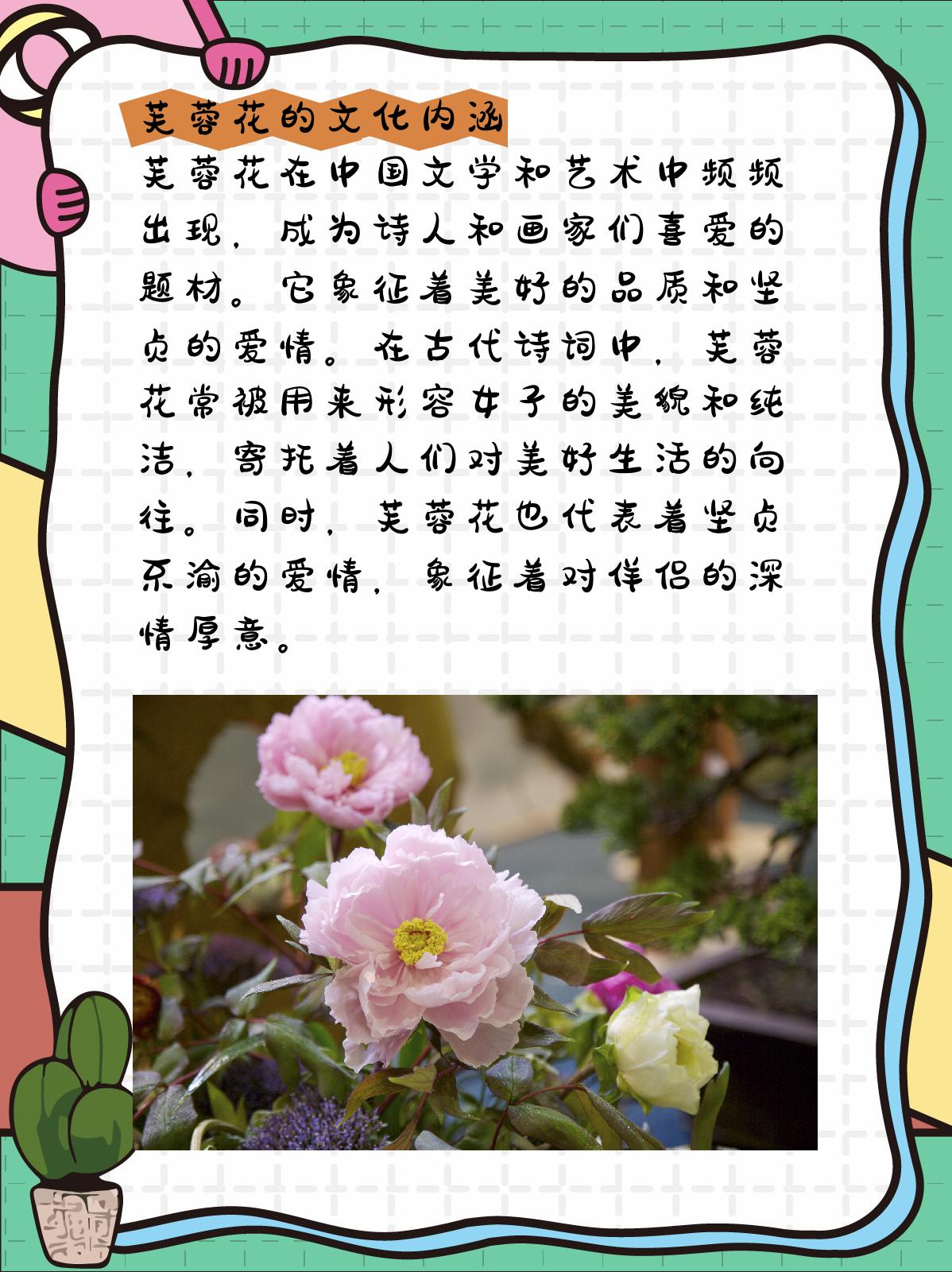 芙蓉花的寓意和花语