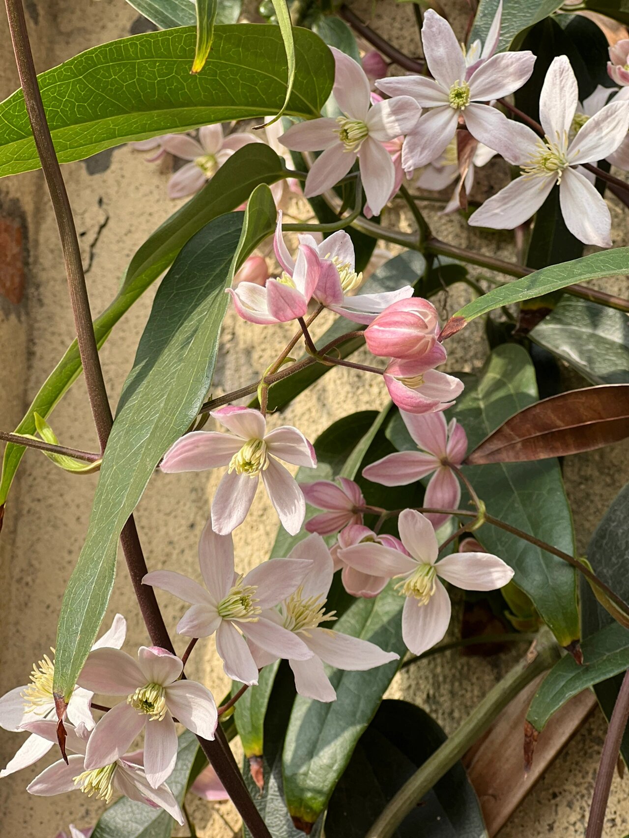 铁线莲苹果花 铁线莲苹果花买过来小苗有一年半,今年第一次开花,也是