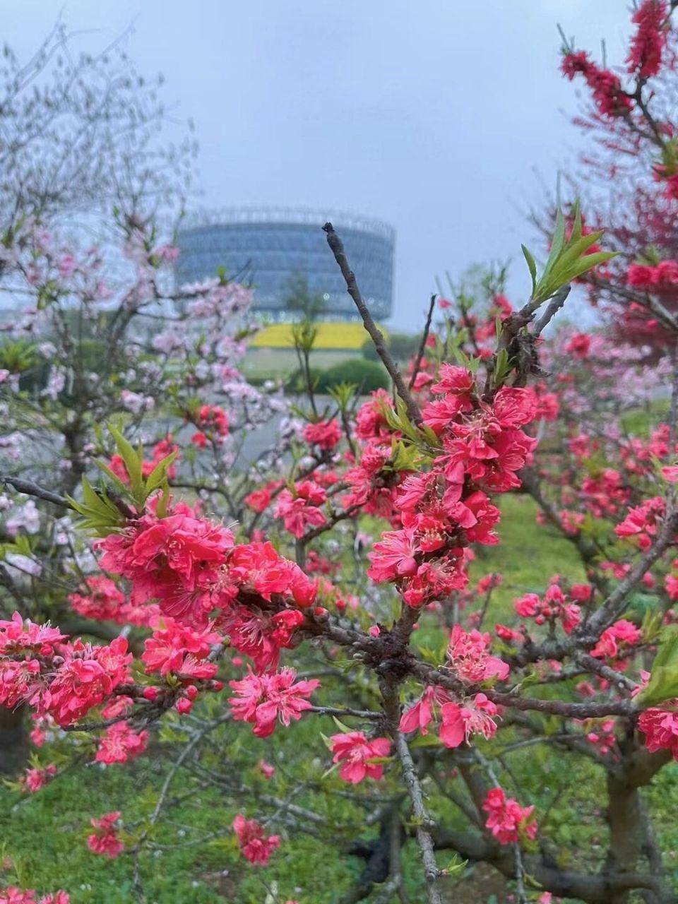 长江大学 长江大学校园环境介绍之武汉校区,武汉校区位于武汉市蔡甸区