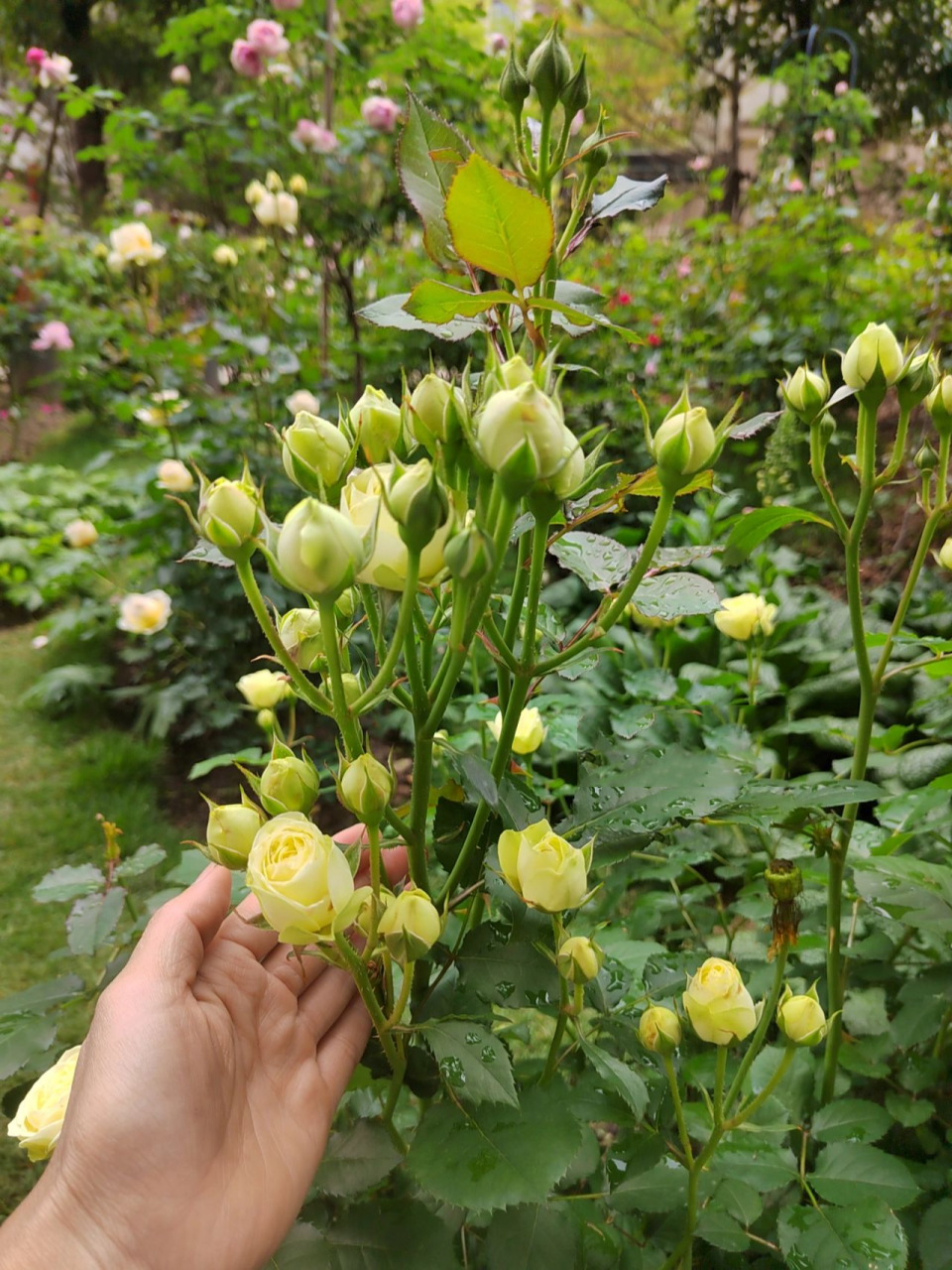 2022年春"奶油龙沙"月季 超级多头,抗病,新手友好. 花期超长,塑料花.