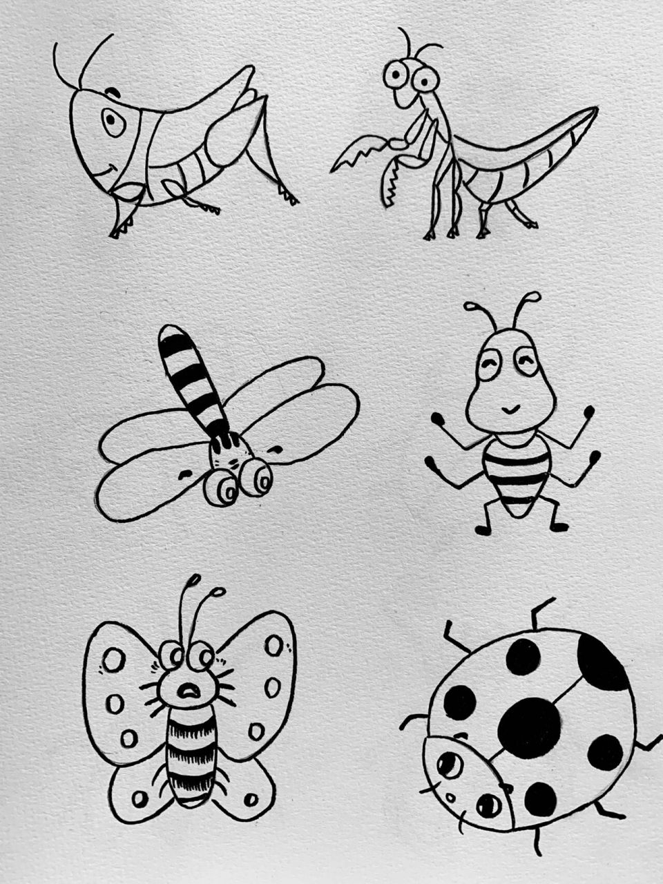 热带雨林昆虫简笔画图片
