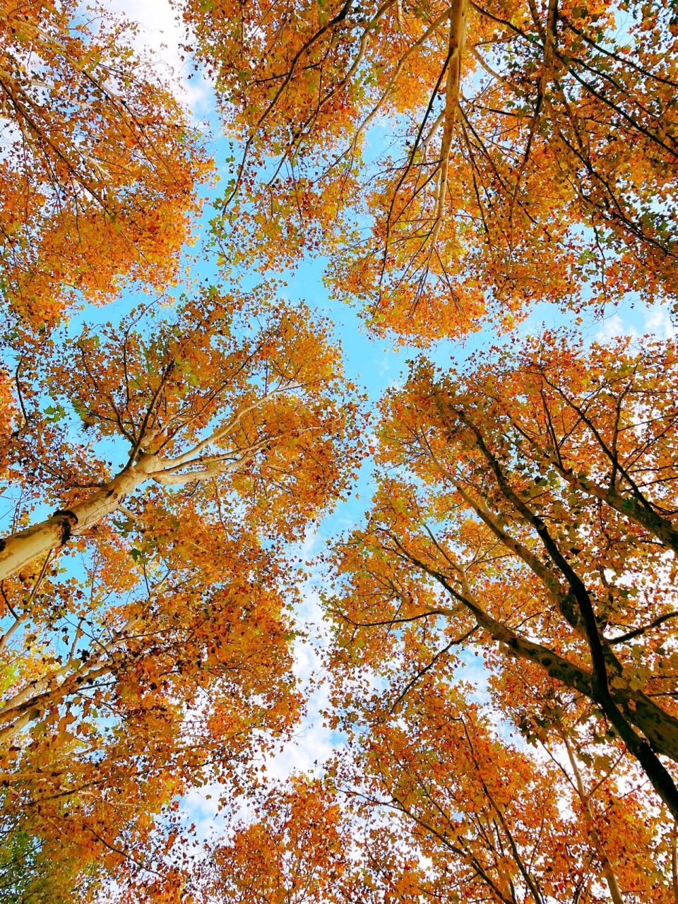 2021 共青森林公园的银杏黄了 枫叶红了 共青森林公园的银杏已经有