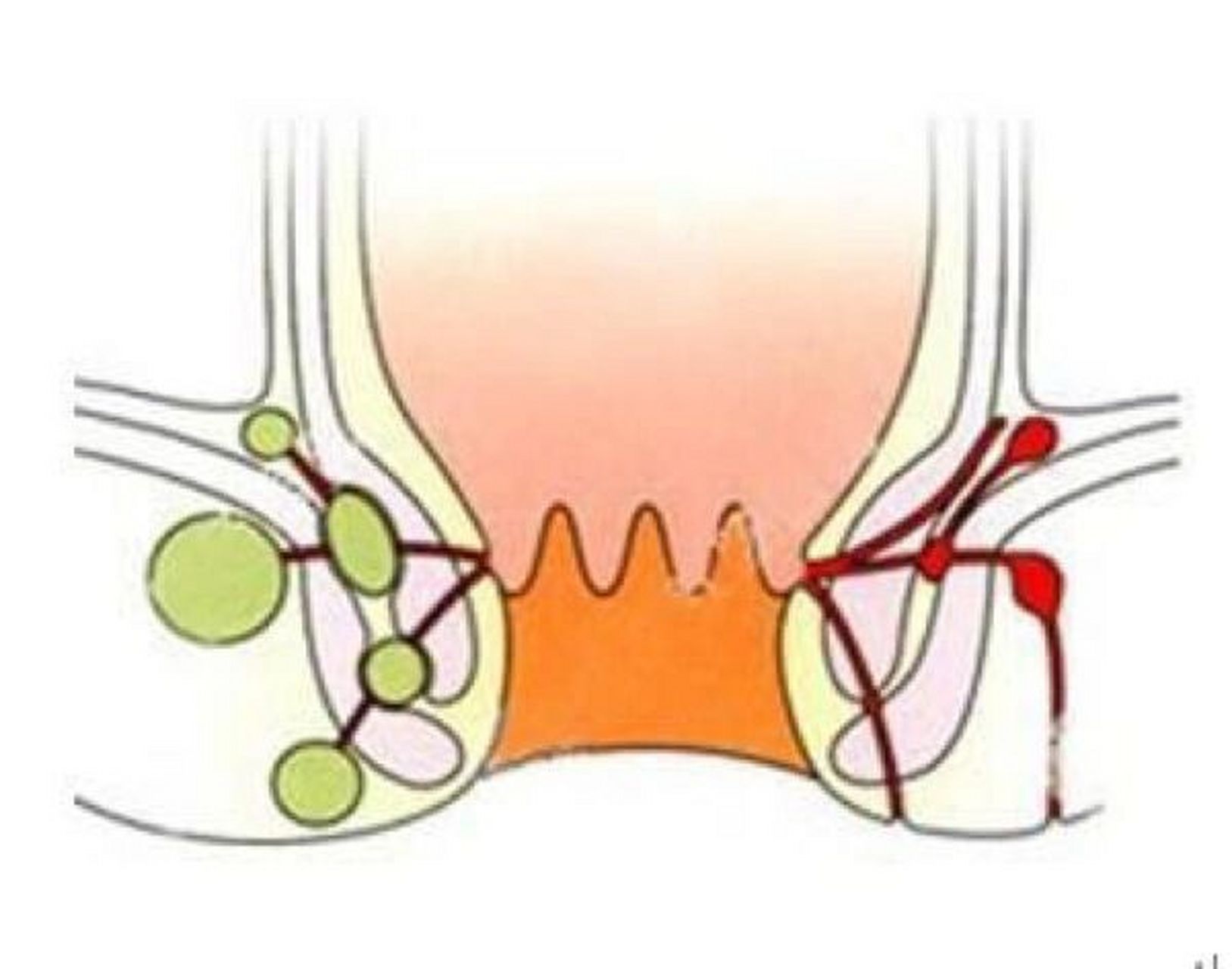 肛管位置图图片