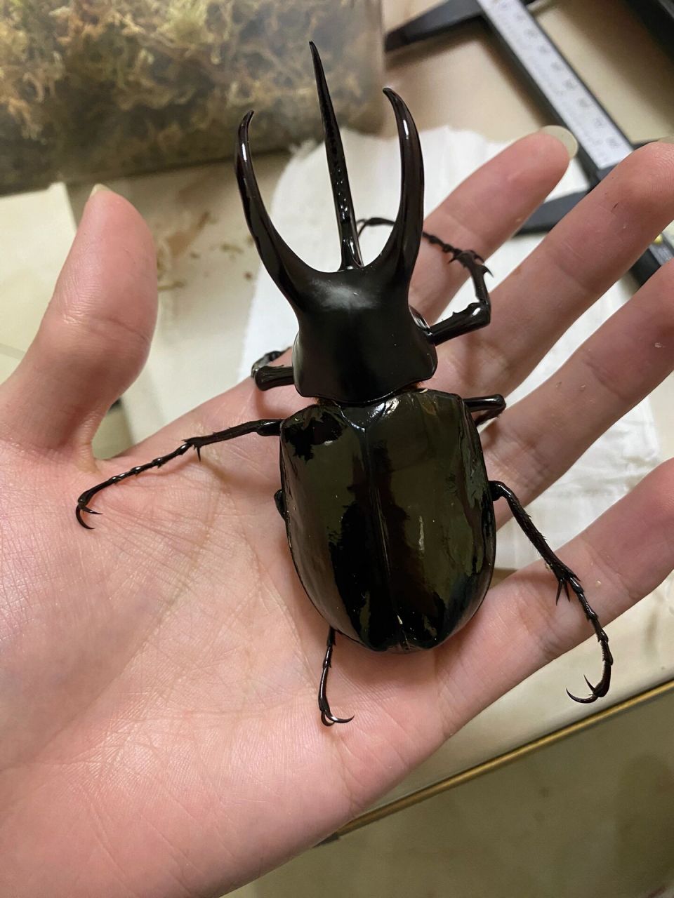 婆罗洲南洋大兜虫 婆罗洲南洋大兜虫