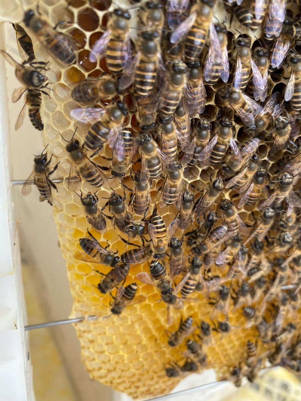 带你了解蜜蜂界的几大品种 中华蜜蜂又称中华蜂,中蜂,土蜂,是东方蜜蜂