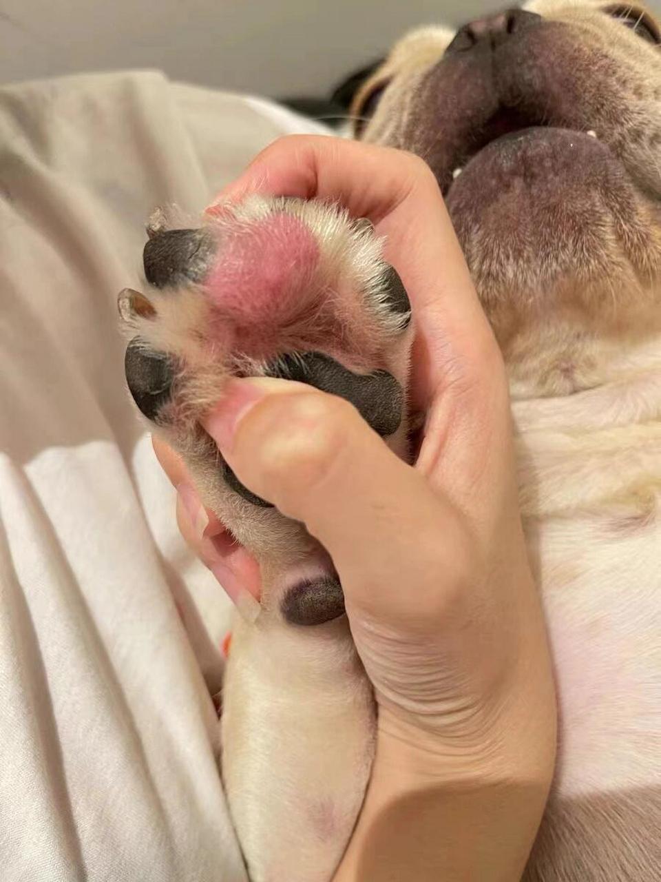 狗狗趾间炎,症状|治疗|预防全齐了 趾间炎是狗狗脚部常见的皮肤感染