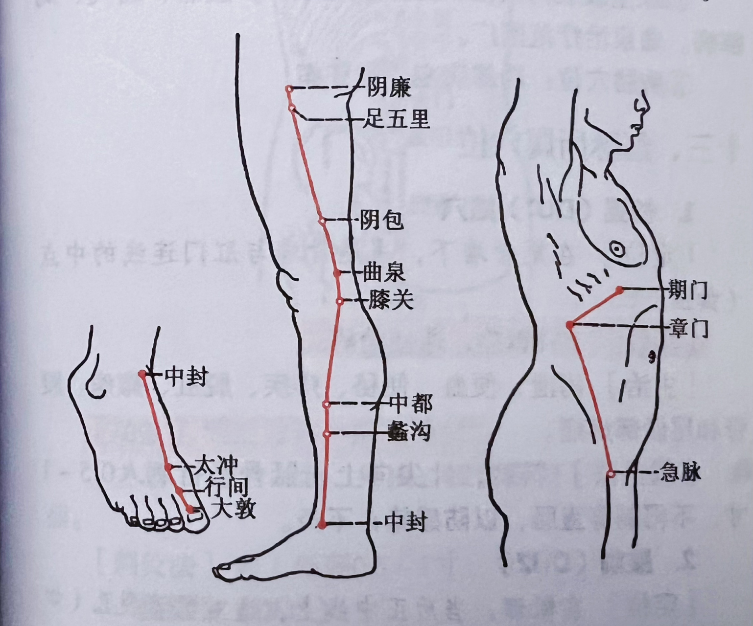 足厥阴肝经 足厥阴肝经在足大趾承接足少阳胆经循行,从足走胸,腹
