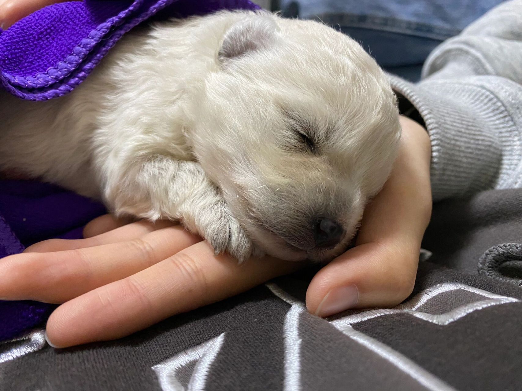15天的小奶狗 能养活吗? 是只串串,不知道是什么串.