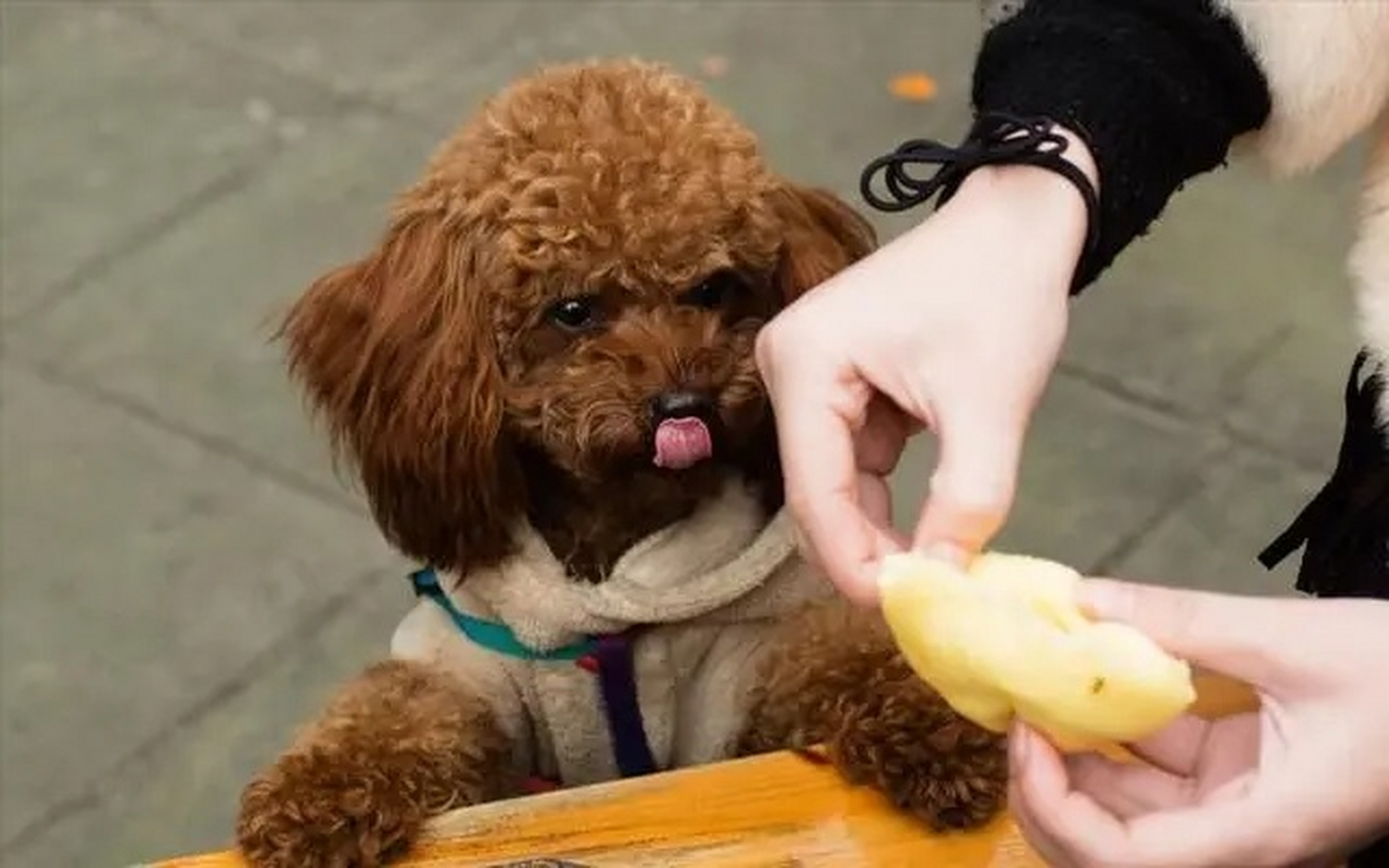 新手养狗:泰迪犬吃芒果消化不良该怎么办?