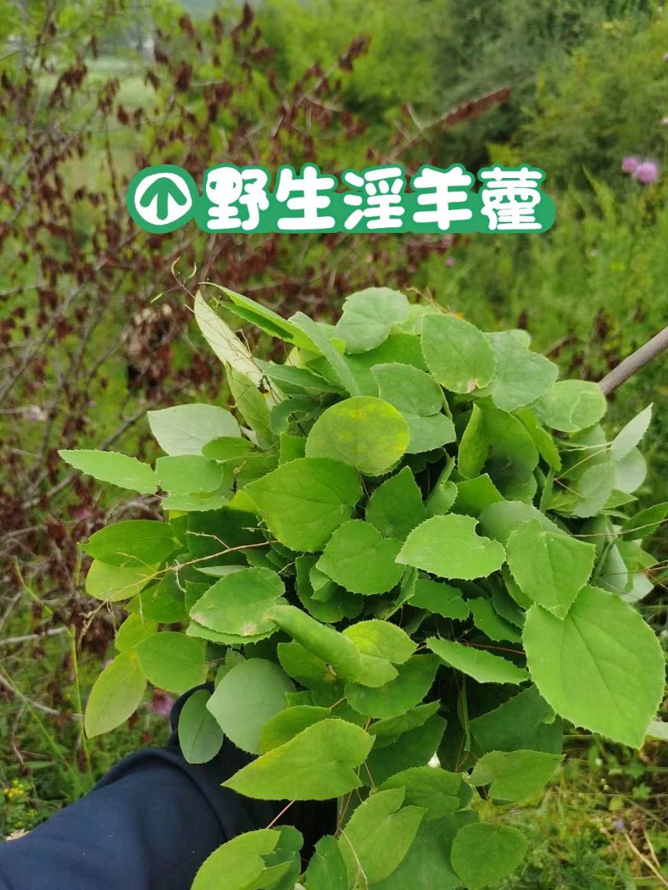 甘肃大山野生淫羊藿 甘肃野生小叶淫羊藿,又名仙灵脾,三枝九叶草,千两