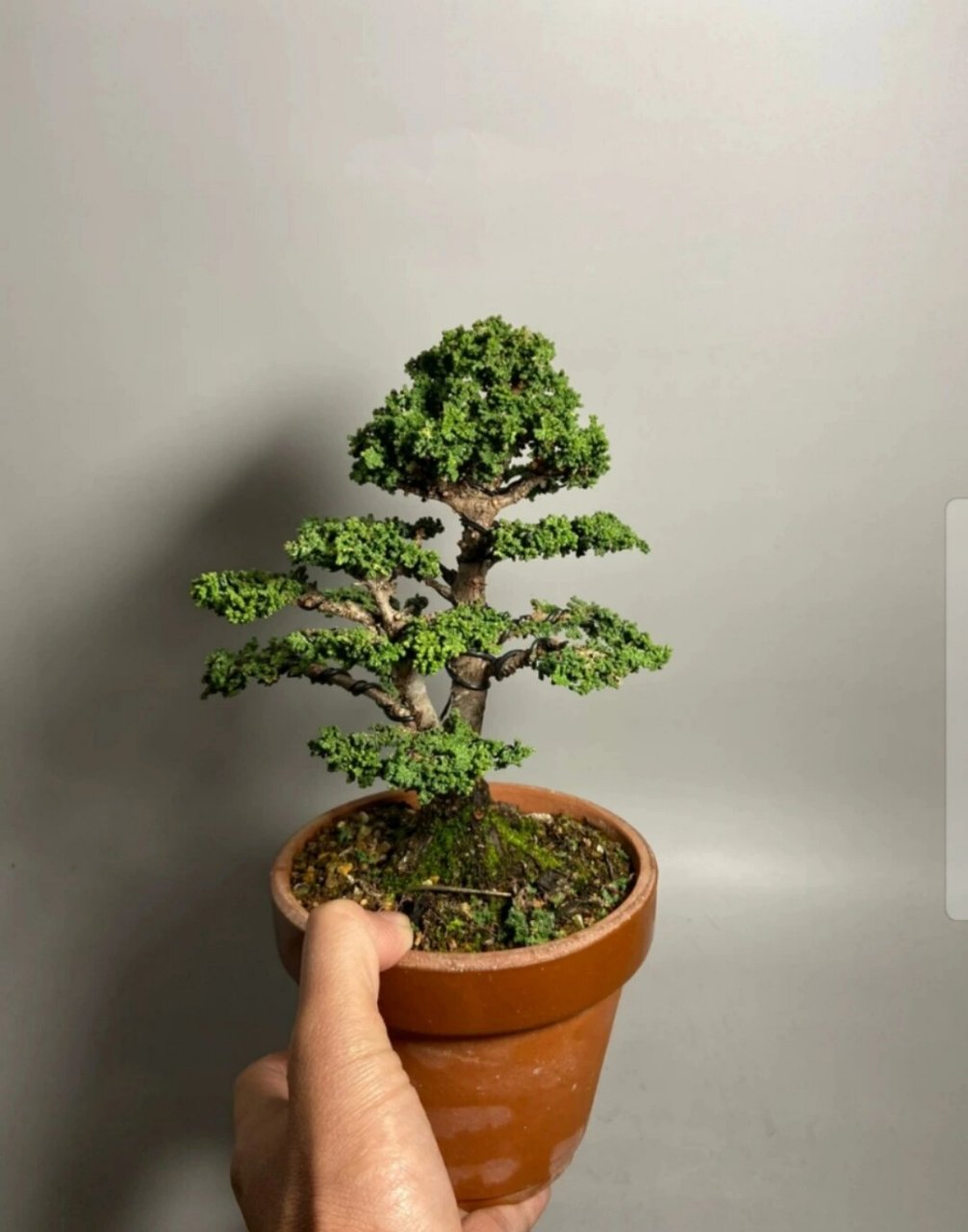 石化桧 石化桧 日本石化桧 一颗自然 不做作 大树型的石化桧 带点自己