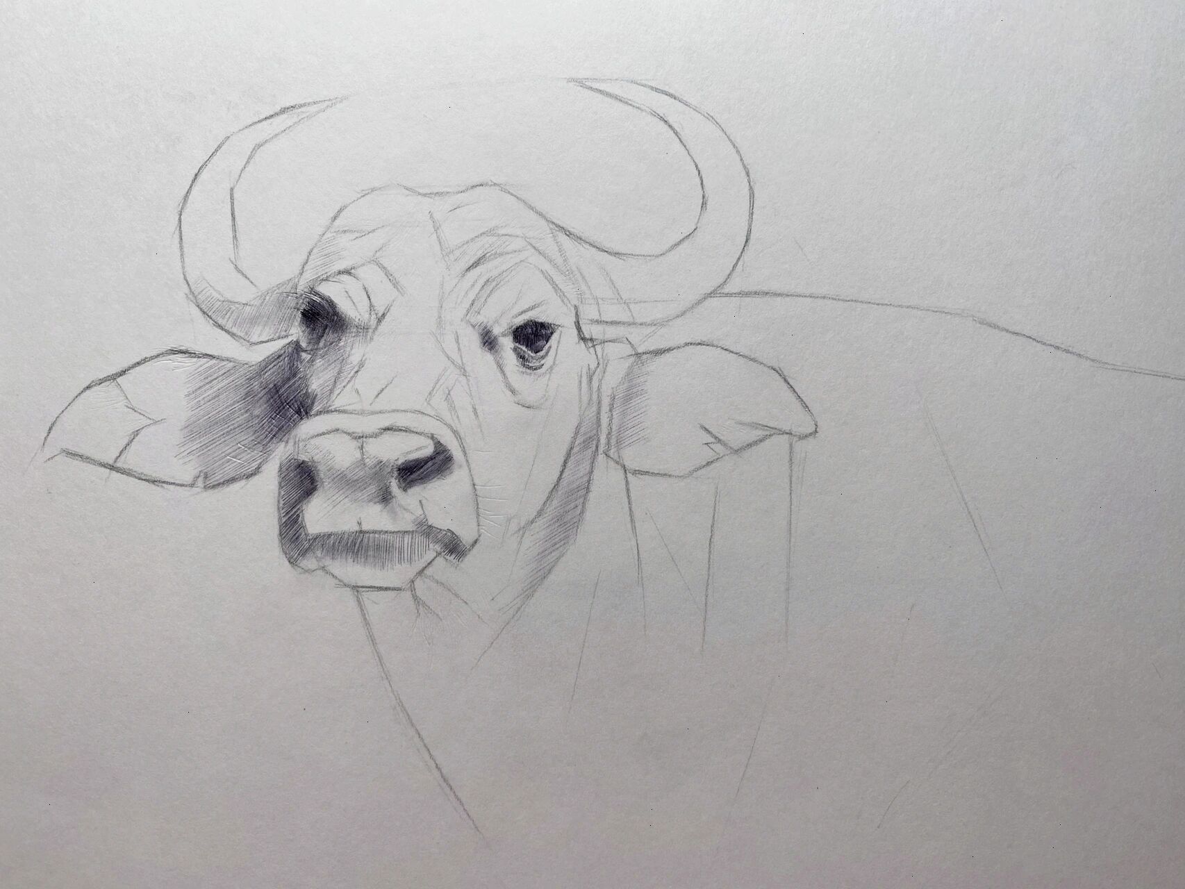 素描动物-水牛 及一些绘画步骤 这幅画有比较强烈的光影效果 适当表现