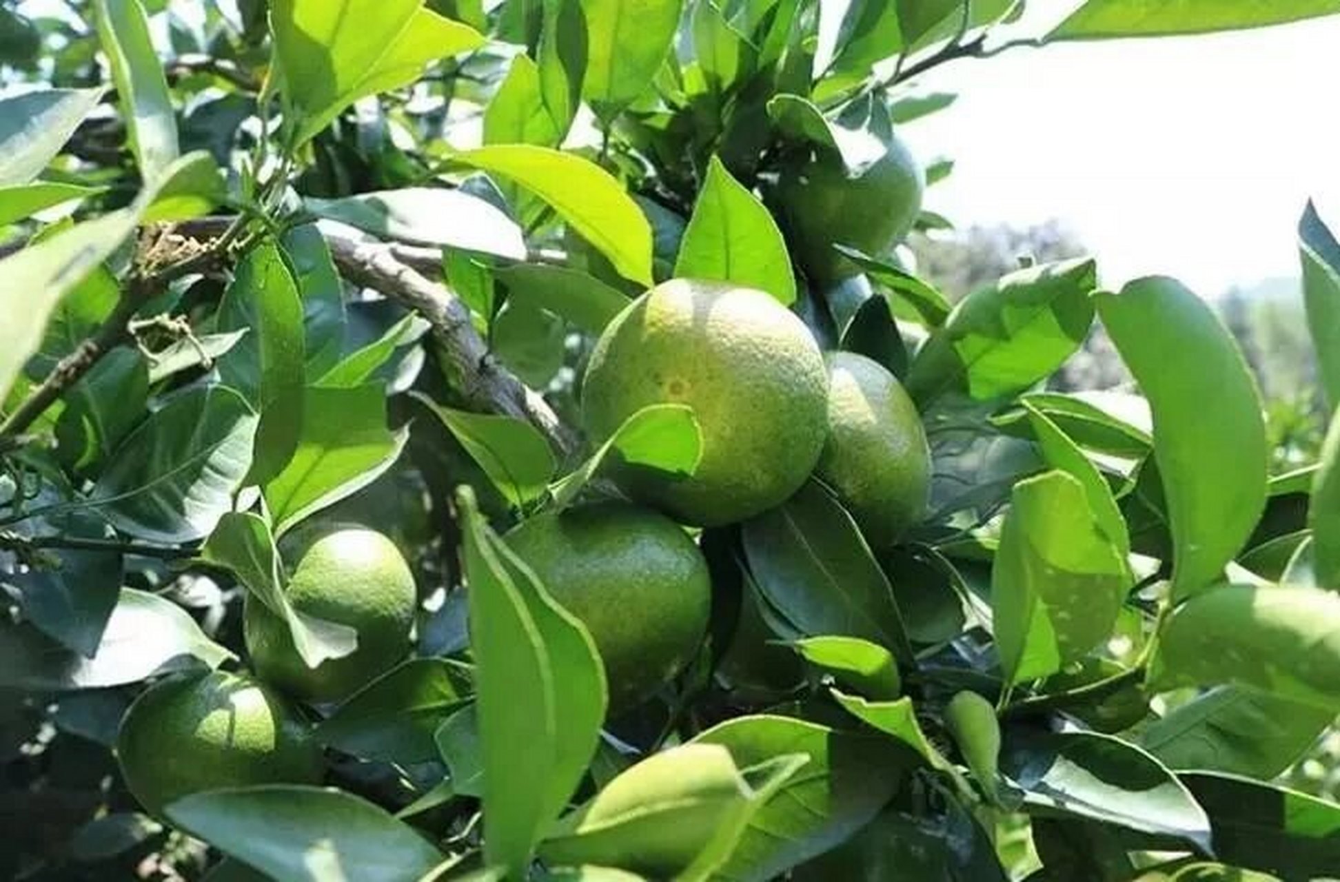 江西青皮橘子 江西赣南正宗的青皮橘子,自家果园,酸甜口感,味道清新