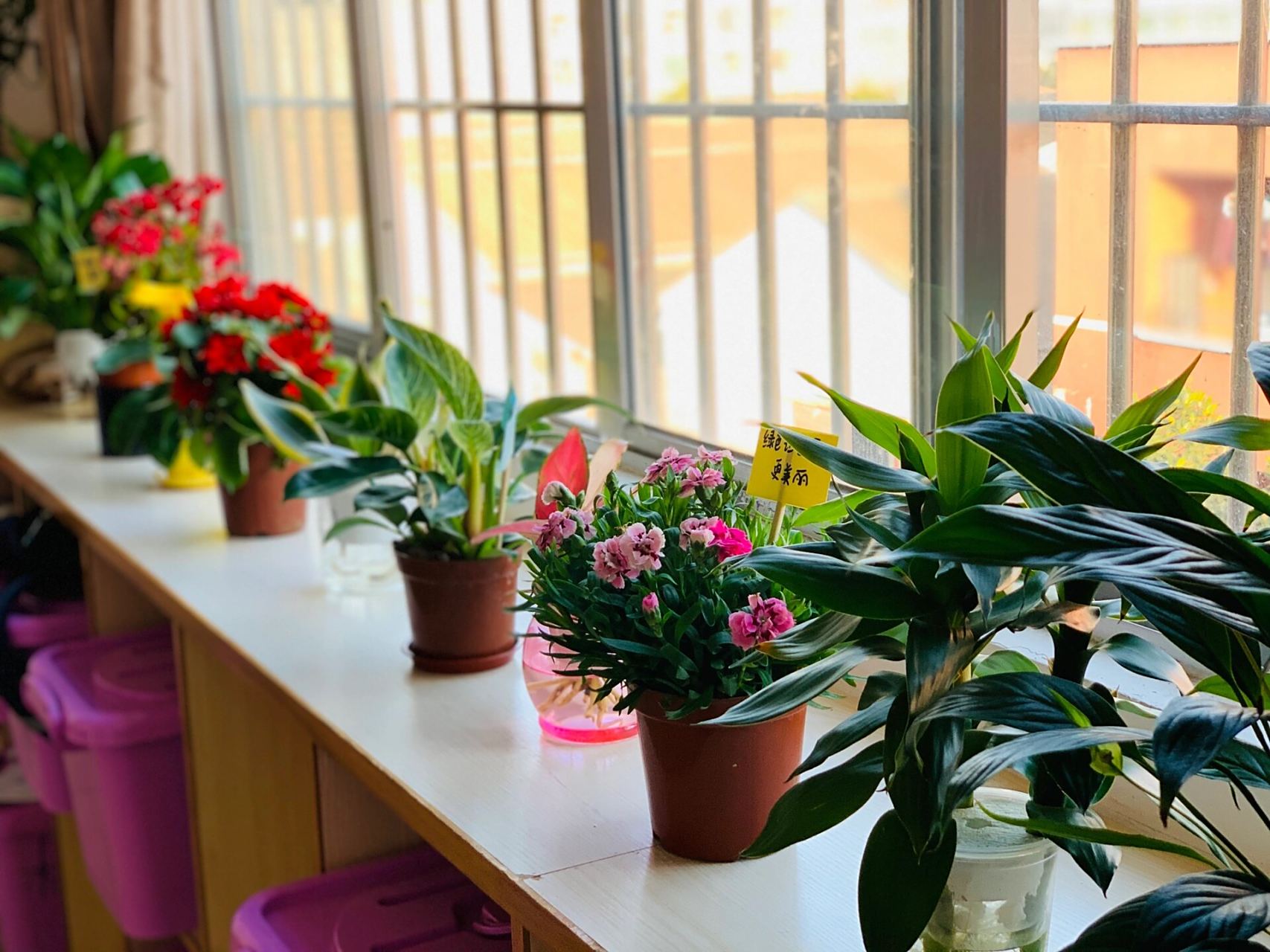 打造班级植物角 选择自己喜欢的盆摘带到教室来 再废物利用,点缀一下