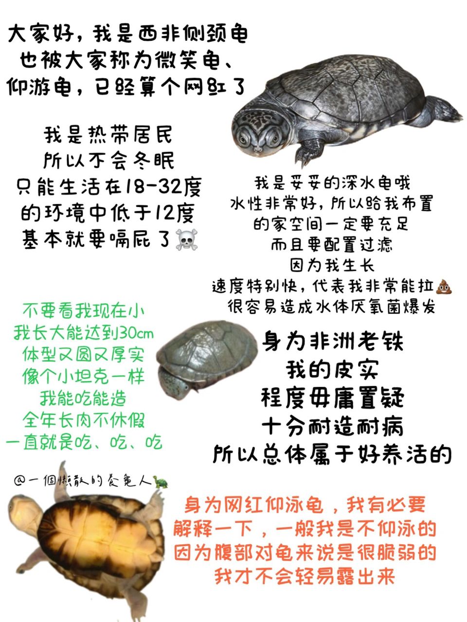 龟龟小卡片——西非侧颈龟 仰泳龟的小秘密