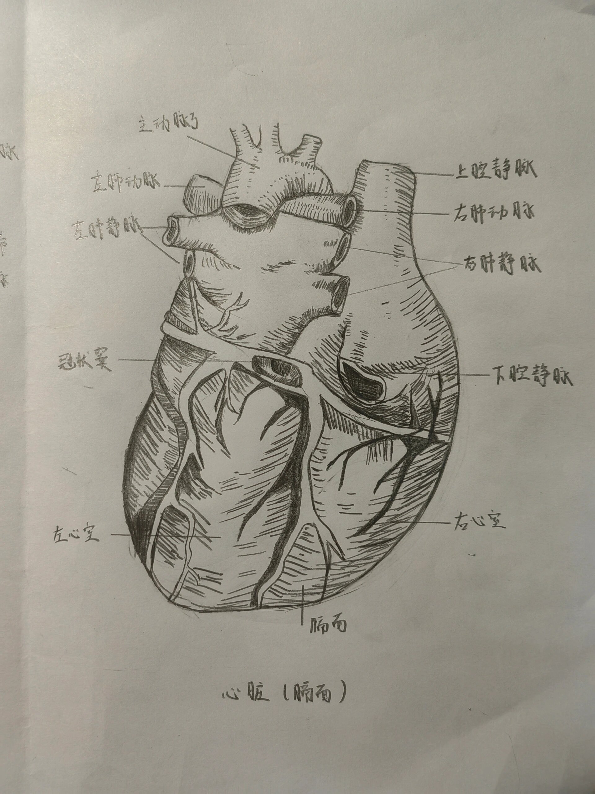 画心脏结构简图图片