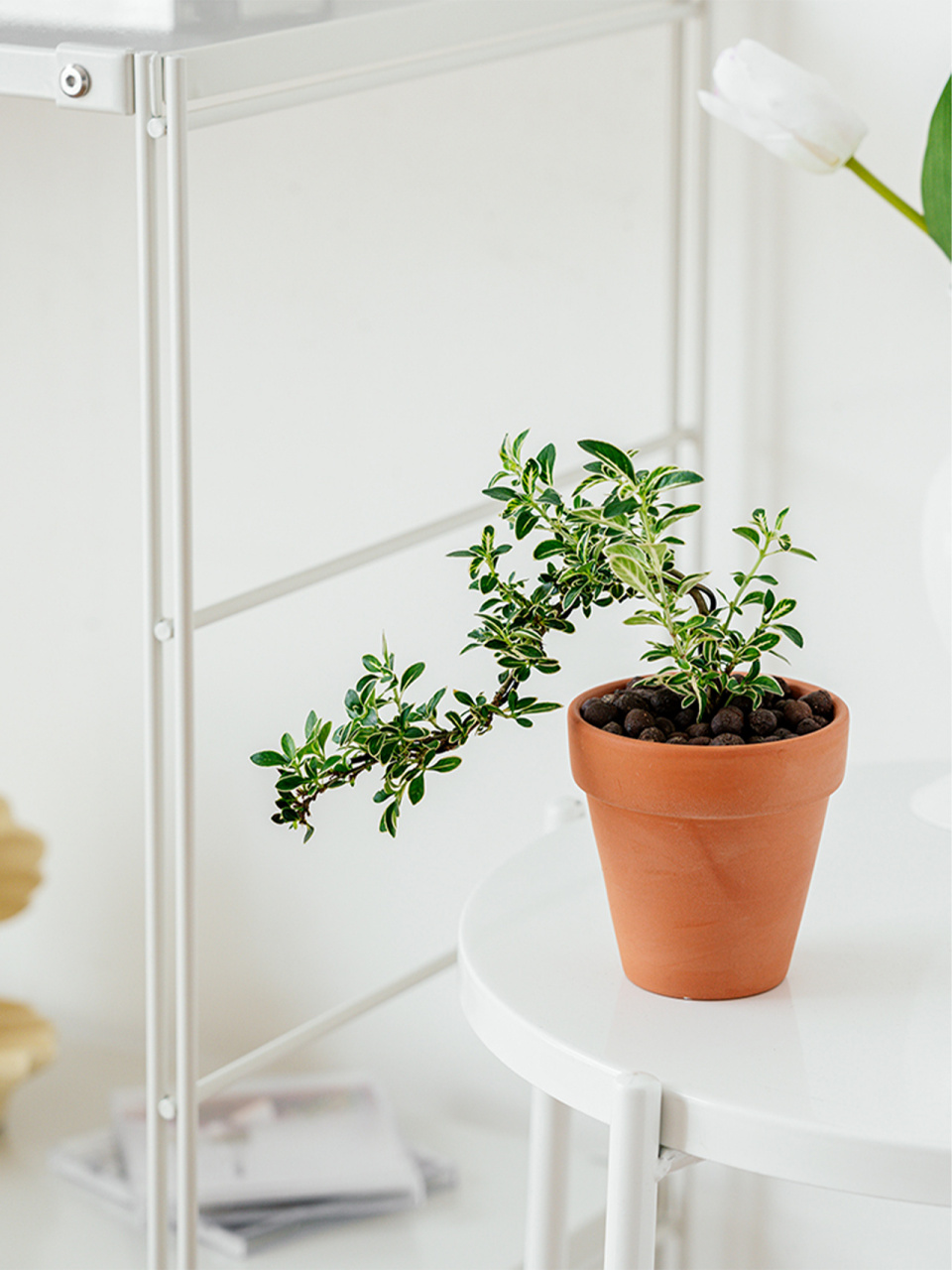 悬崖金边六月雪 | 一枝独秀 花朵白而如雪 属于常绿小灌木0200 5