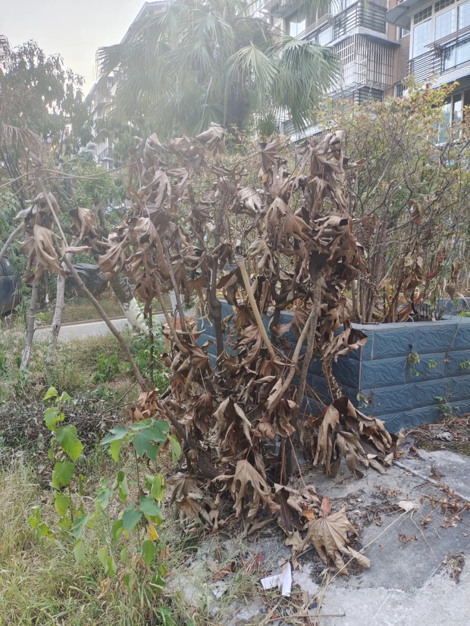 高温下的"残花败柳"😱 一直只拍摄鲜活的动植物,没想到有一天会拍摄