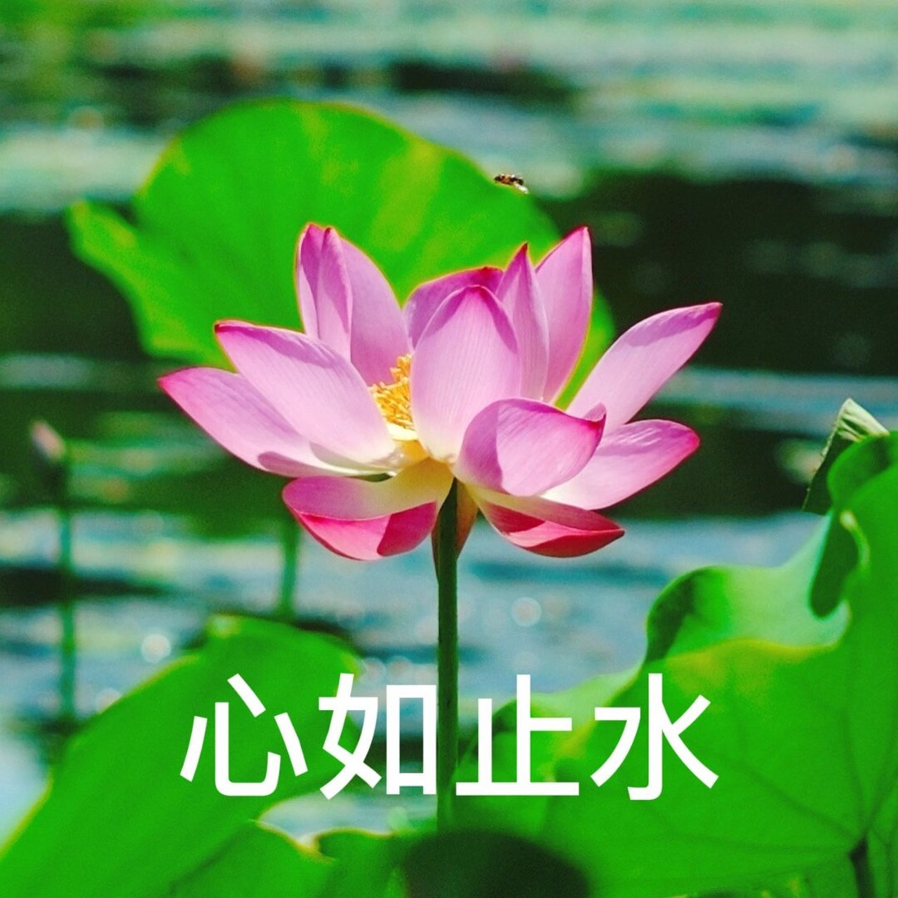 把它们做成了头像送给大家 换上这组"妈见夸"头像 让我们一起"心平气