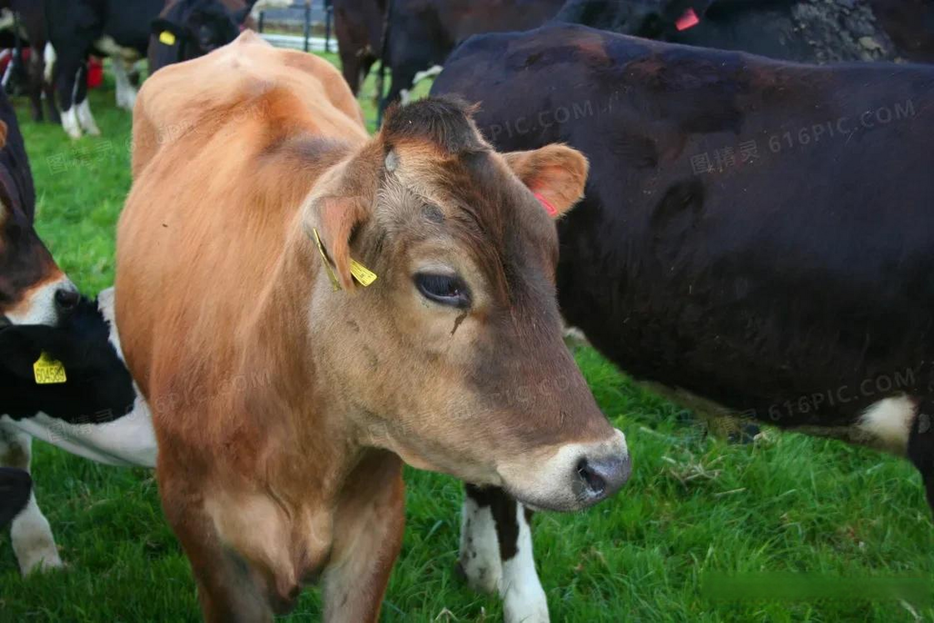 我阅读,我分享  我家养了一头可爱的小黄牛,它是我们农田的得力助手