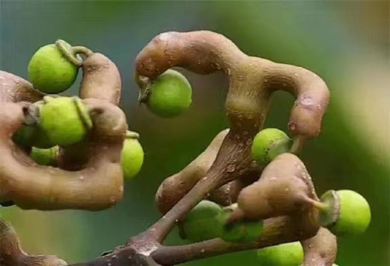广西山区最常见的几种野果