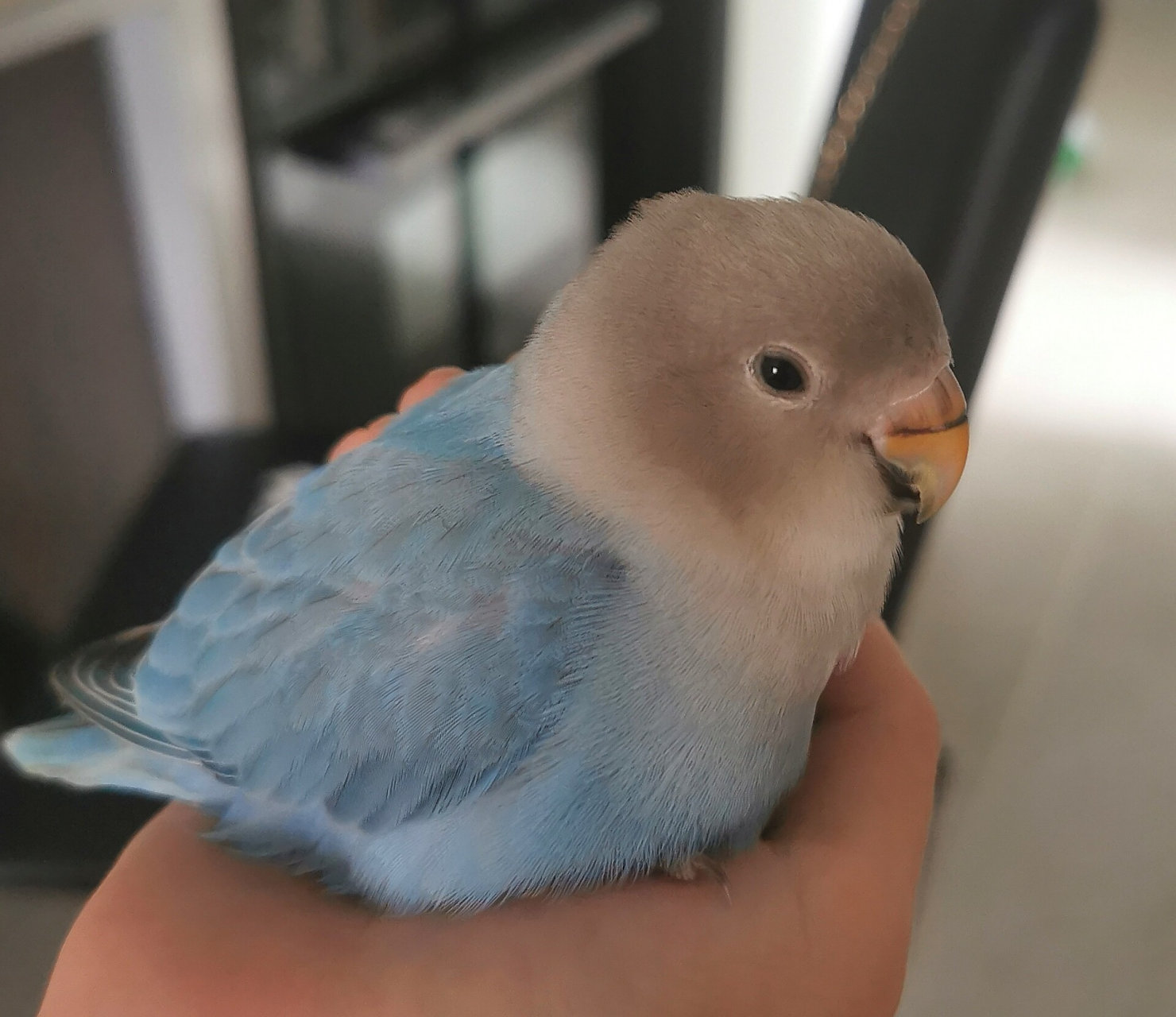 吃着吃着就睏了#蓝闪牡丹鹦鹉#3个月 小小乖乖萌萌一只