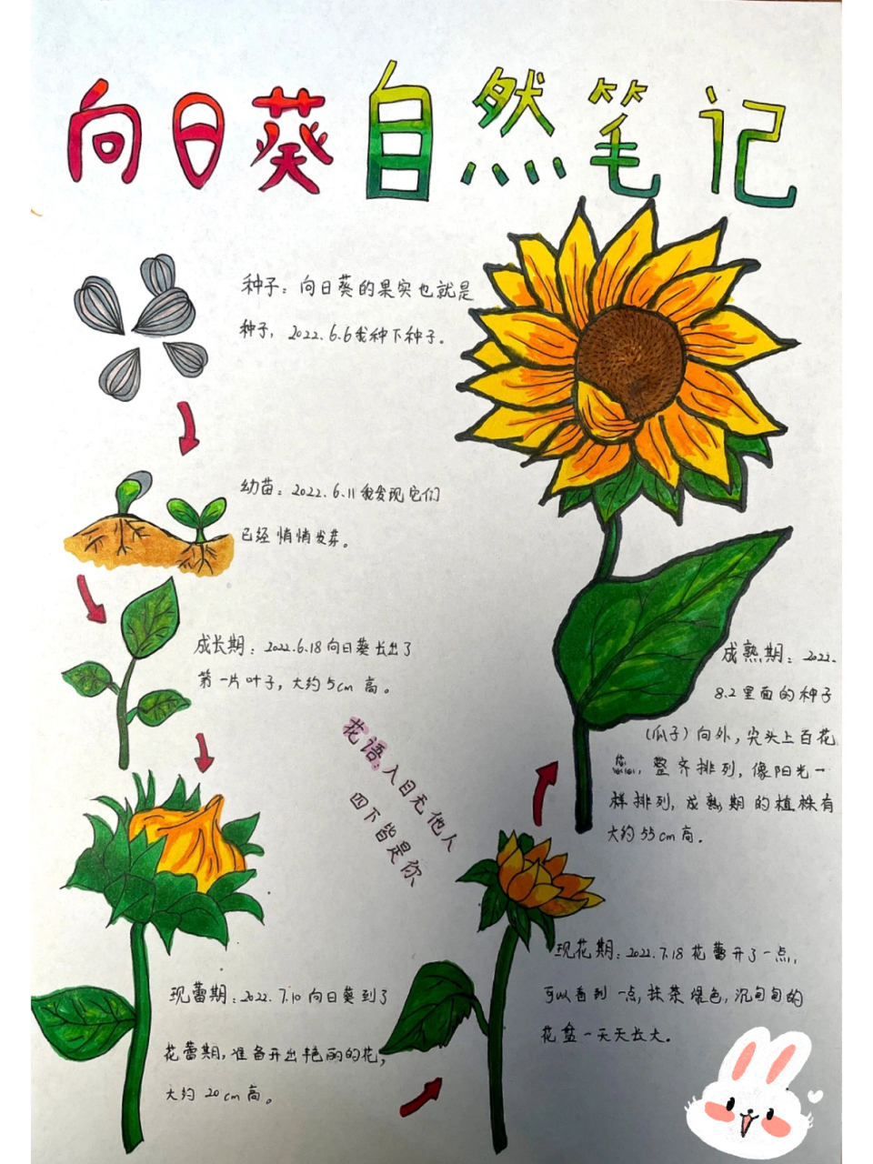 植物向日葵自然笔记 向日葵97
