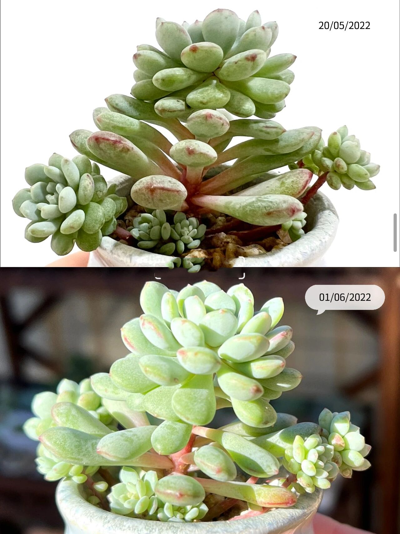 91多肉日记 | 一棵萌豆的前世今生99 这棵萌豆是今年重回肉坑入的