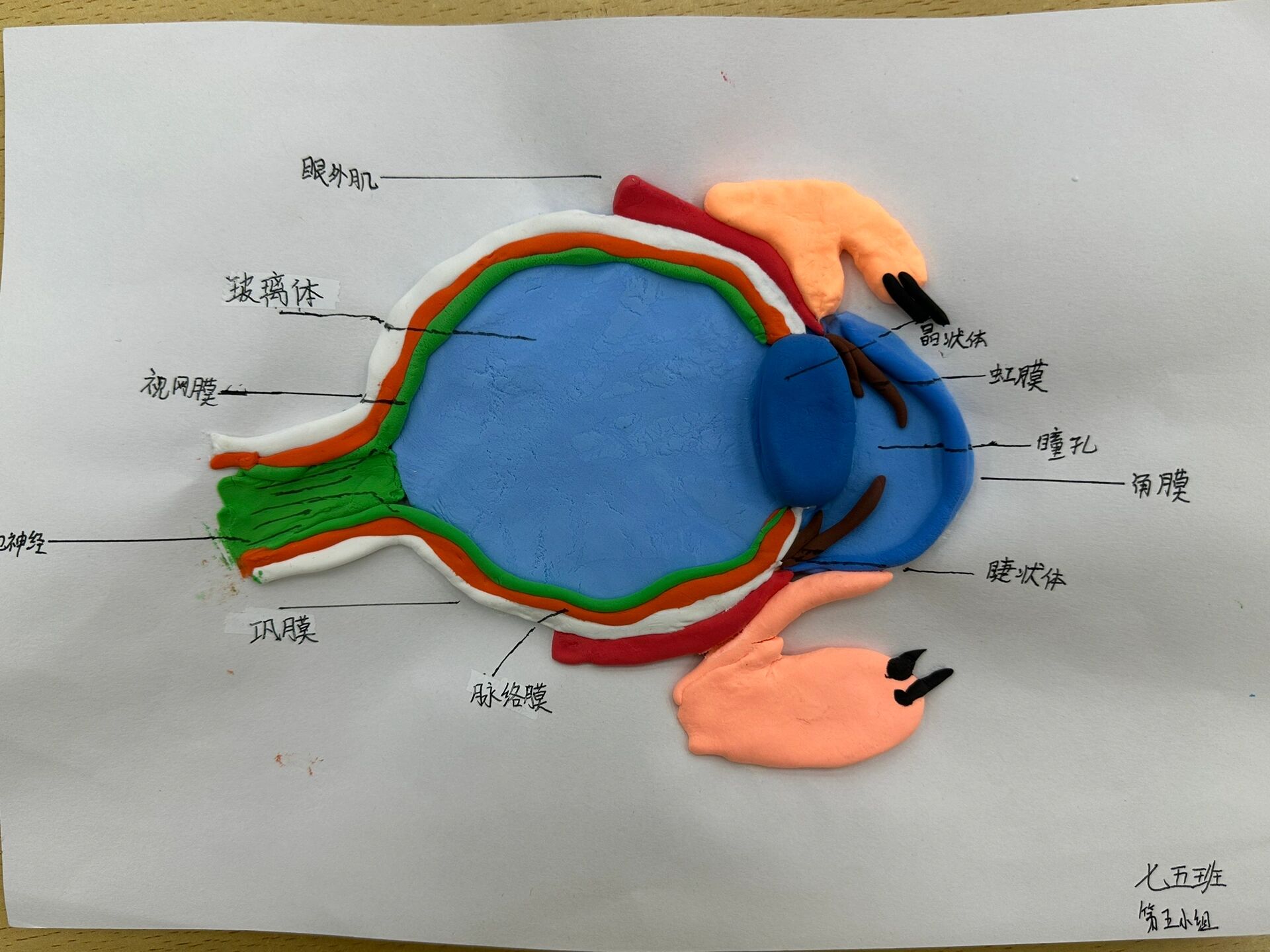 自制眼球模型中学生图片