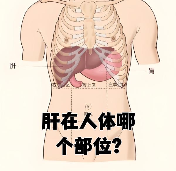 肝脏上面紧贴着膈肌,挨着右肺和心脏.下