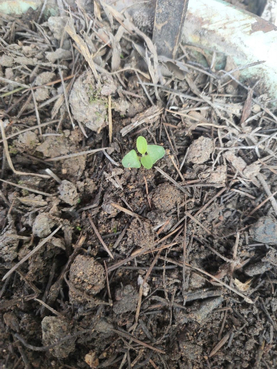 薰衣草出苗种植全过程方法 93温水泡种子12个小时,用纸巾催芽,出了