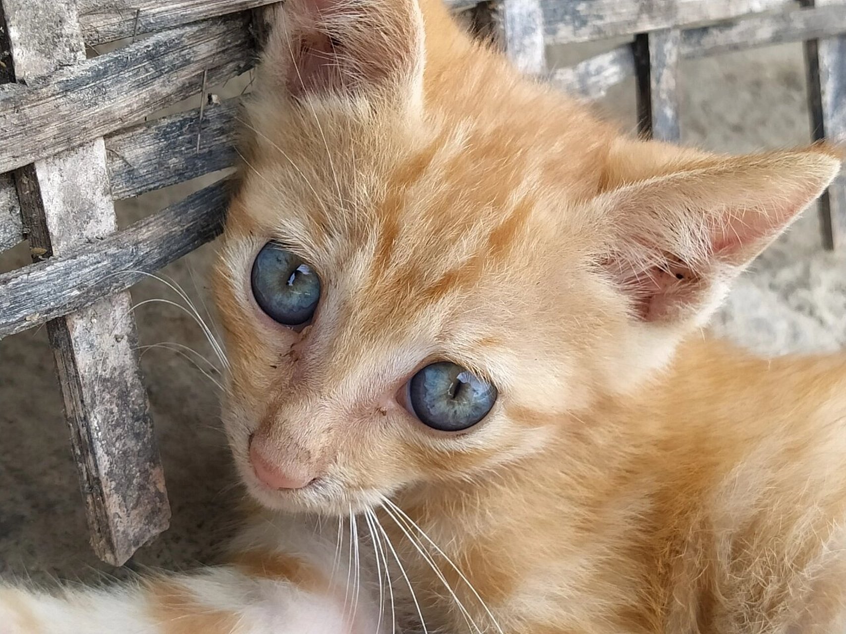 中国纯土猫居然有蓝色的眼睛 邻居家的母猫生了4只猫,被人领走两只