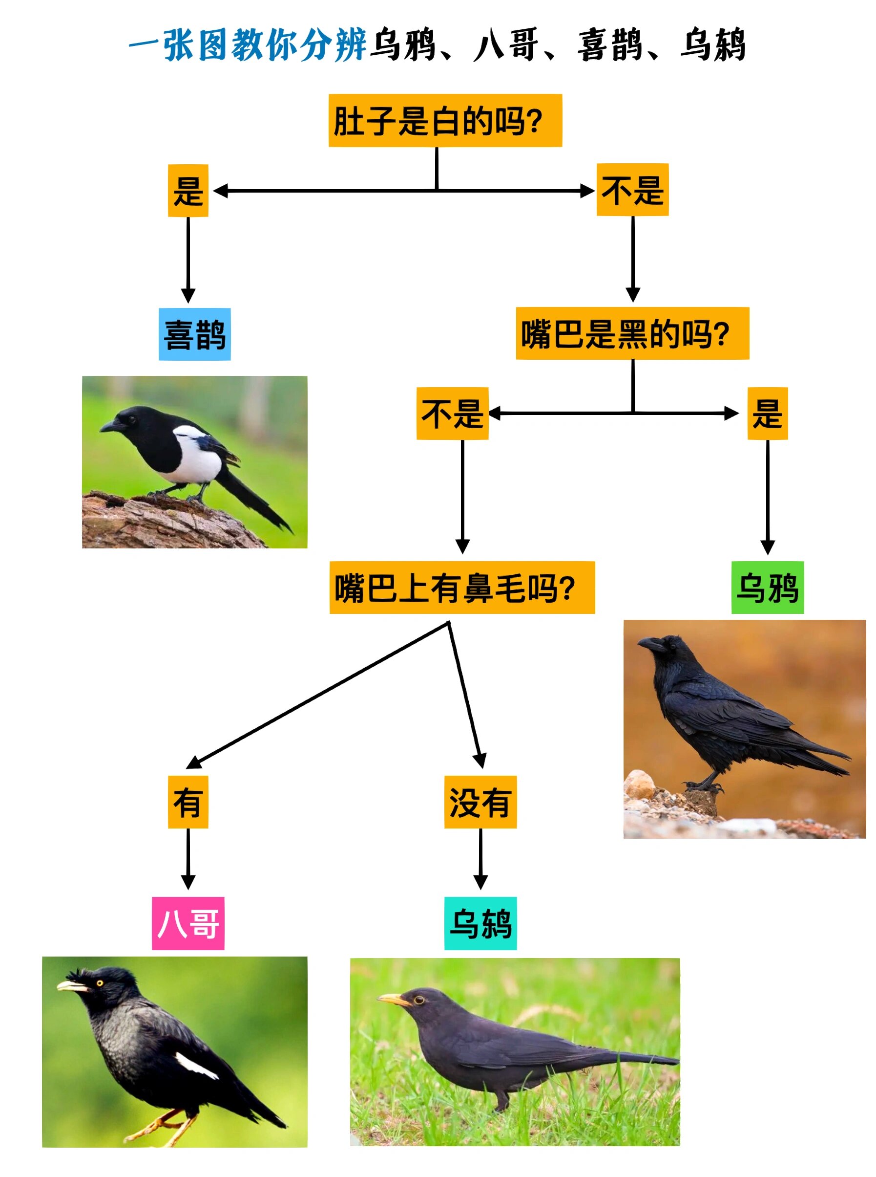 一张图分辨乌鸦/八哥/喜鹊/乌鸫 ⚫️⬛️黑