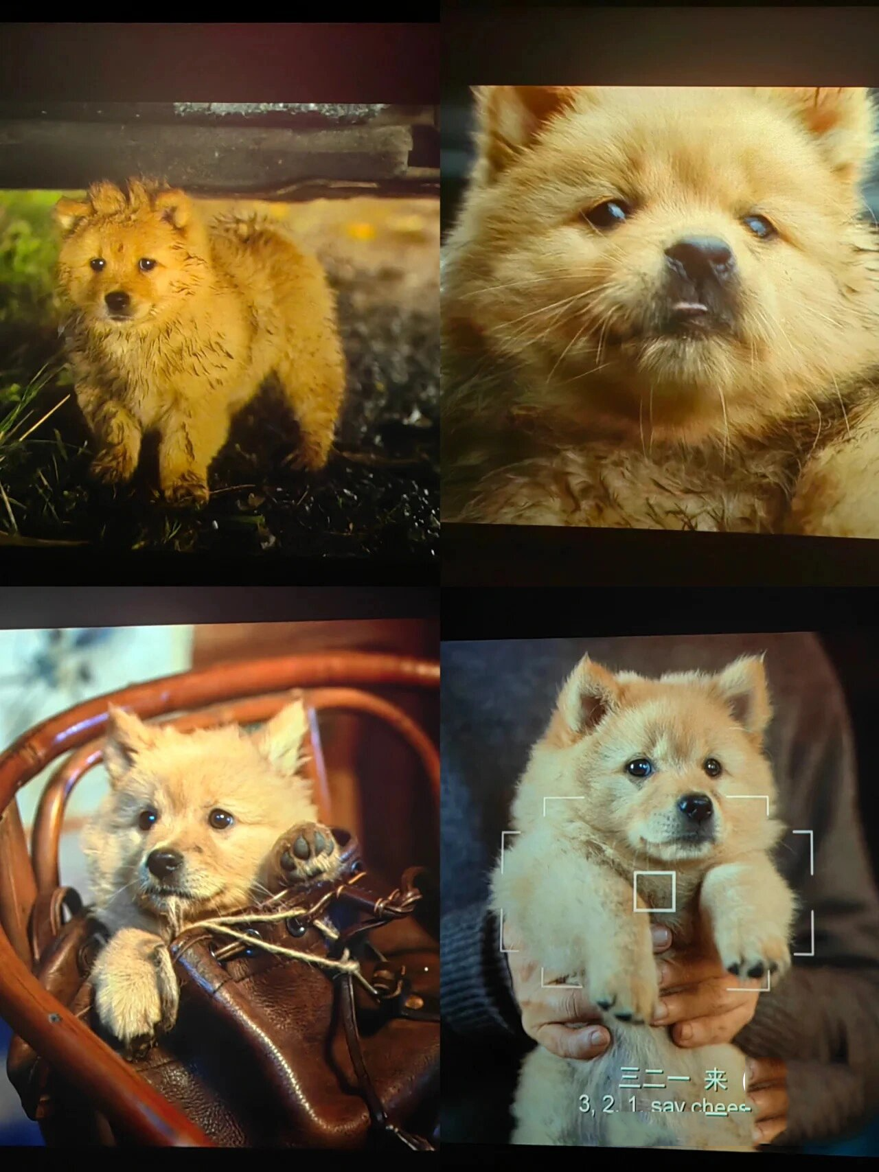 电影90 《忠犬八公》