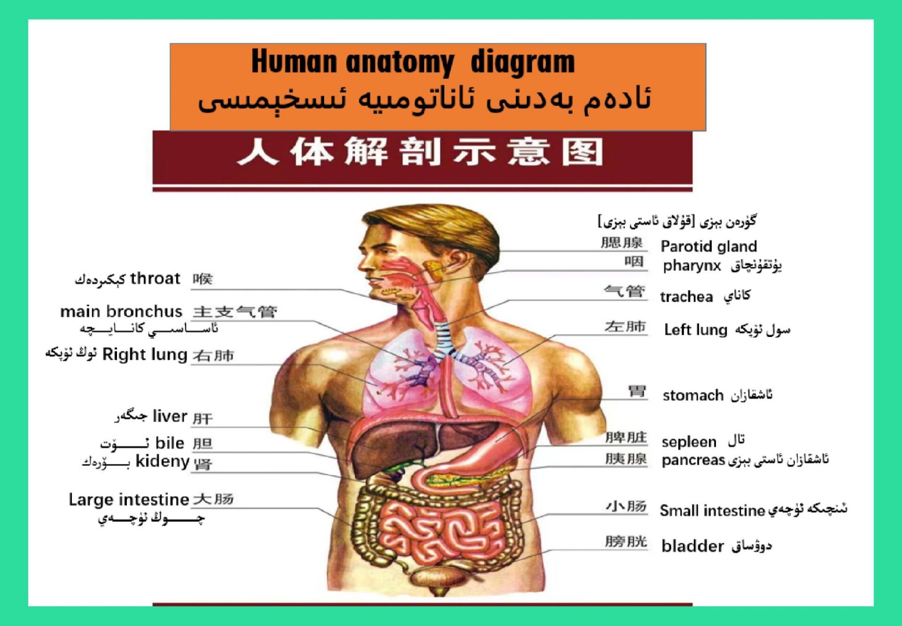 医学人体解剖图解图片