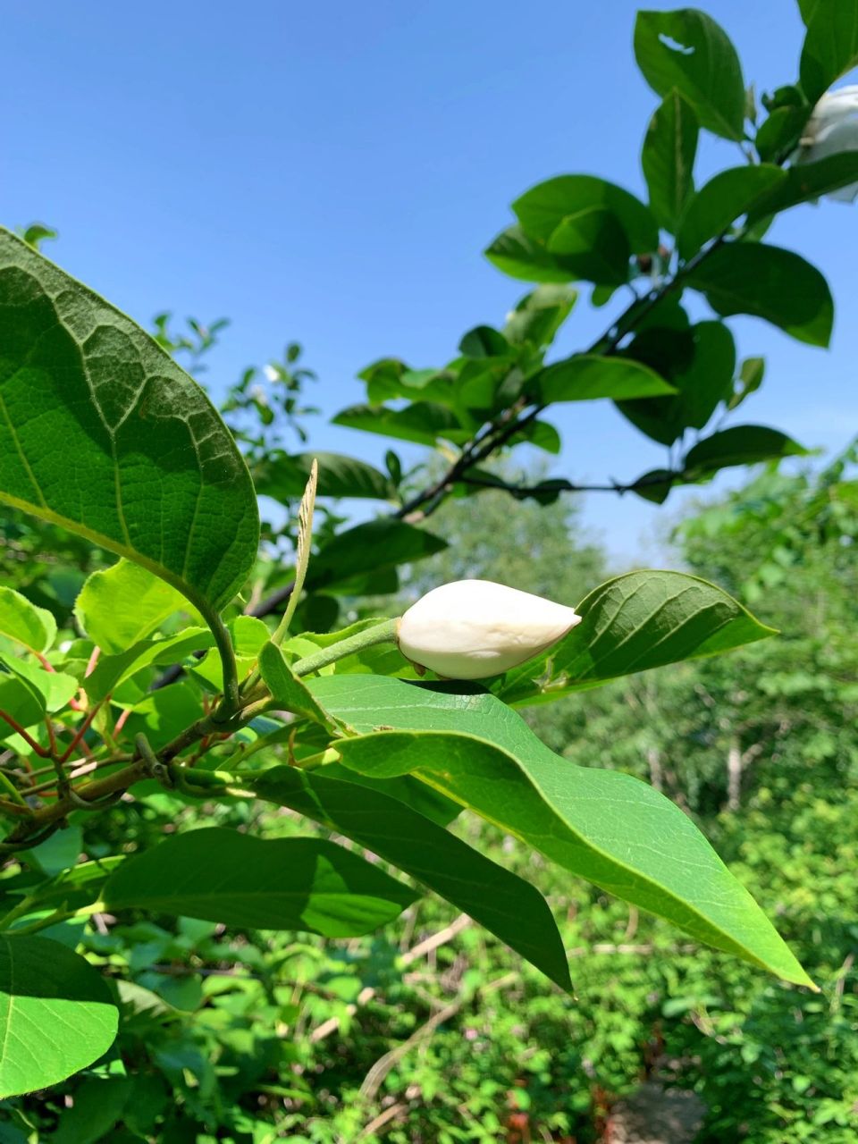 秦皇岛祖山|天女木兰花 海拔千米以上才会开的天女木兰花 天女木兰花