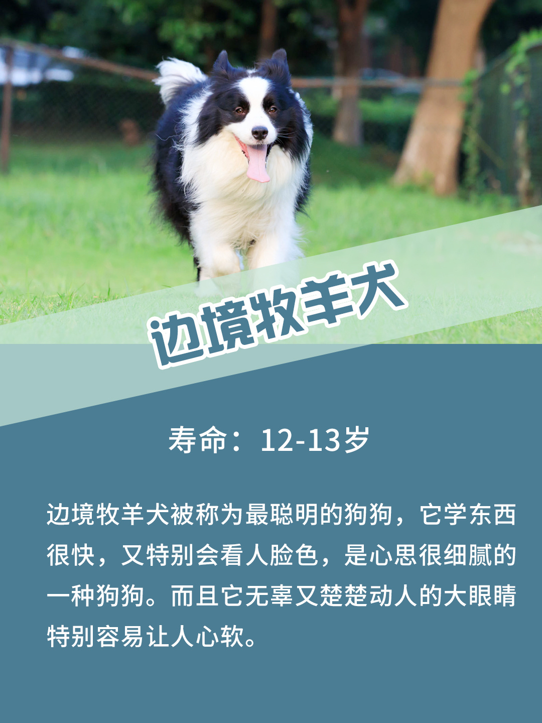 假如不要钱这些狗你最想养哪只 茶杯犬 寿命说不准 茶杯犬是很多人