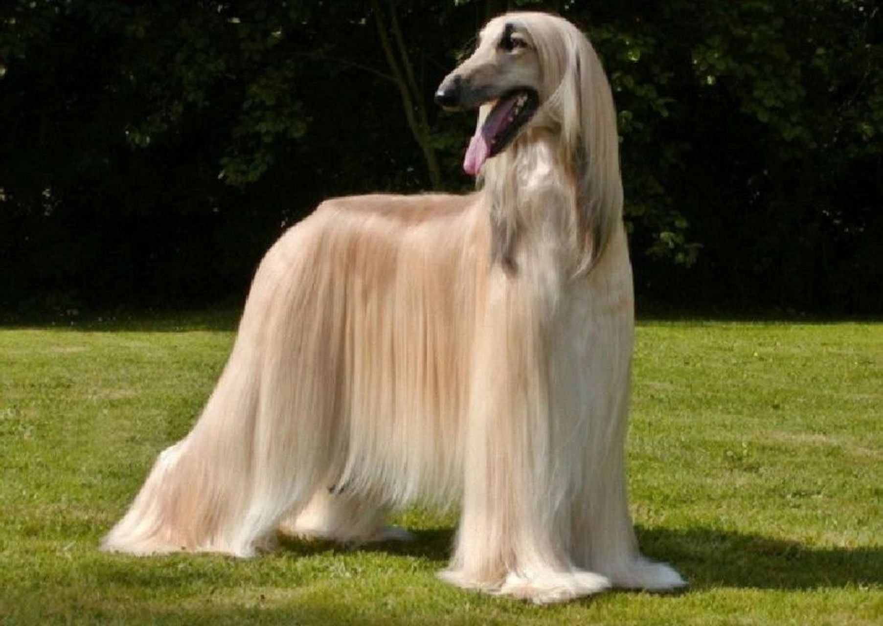 第十名:阿富汗猎犬,是现存的最古老的猎犬犬种之一.