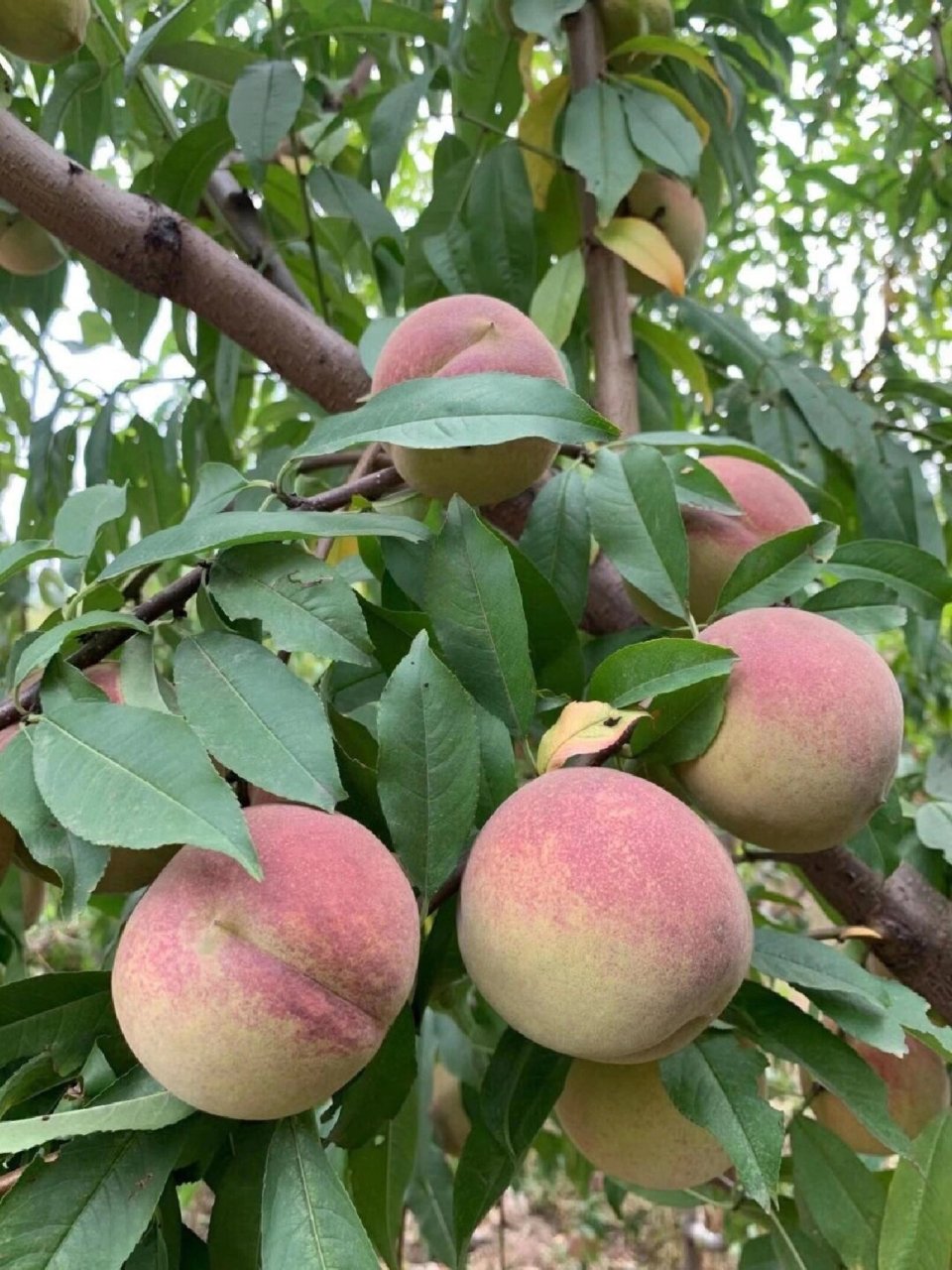 99请你们,一定要试试     ——沂蒙山小冬桃,长大了再也没吃上过