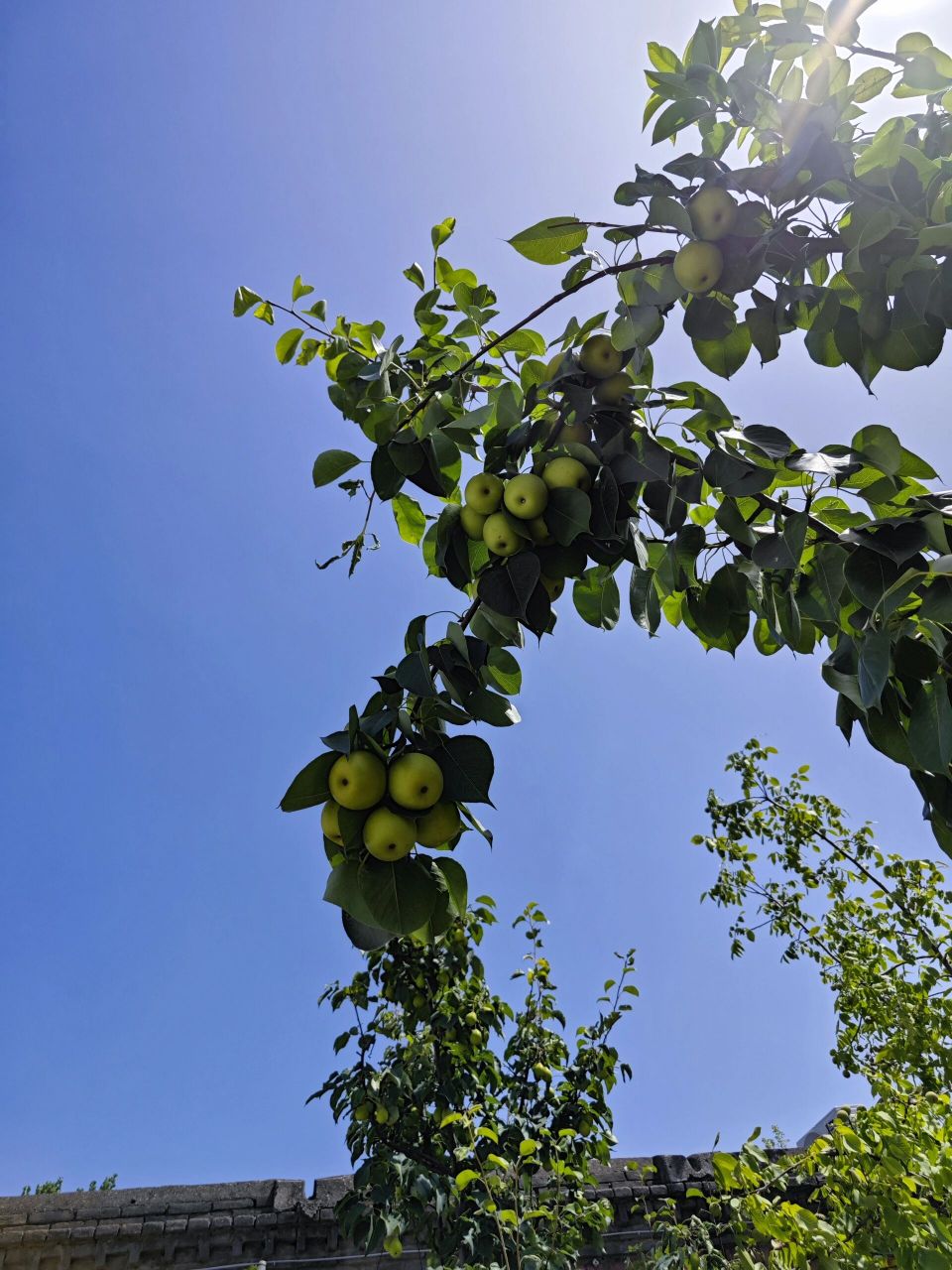 邯郸周末好去处~冀南新区石桥村 周末来邯郸冀南新区石桥村滏阳河湿地