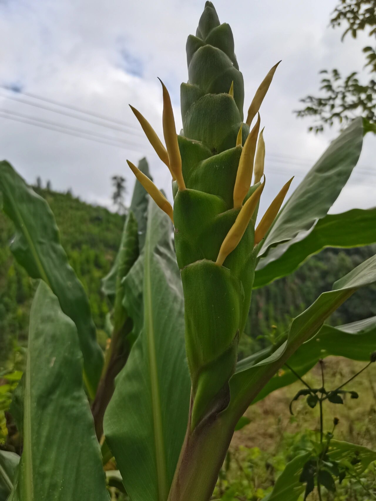 根茎冬季采收,除去泥土及茎叶后晒干;具温中健胃,解表,祛风散寒,温经