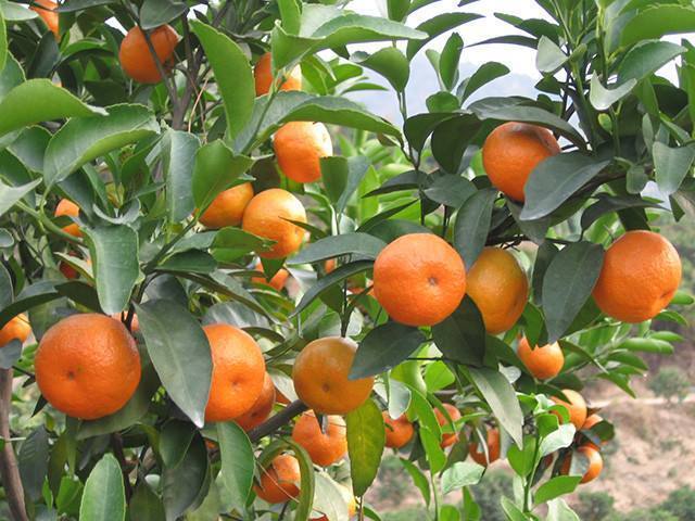 广东省特产 - 郁南无核沙糖桔 郁南无核沙糖桔以其果实大小基本一致