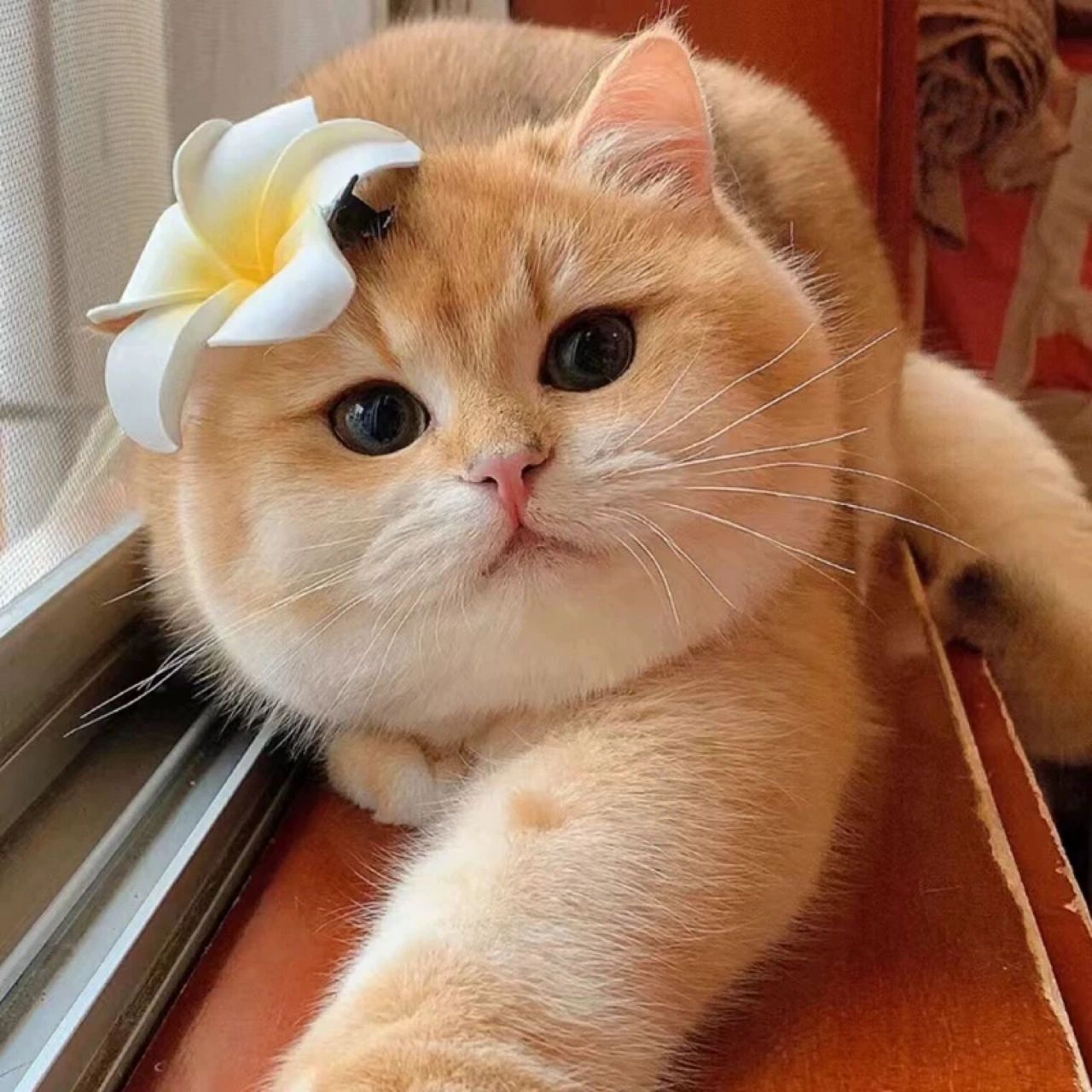 (招财猫)英短金渐层纯种幼猫ny12色矮脚 英短金渐层纯种幼猫ny12色矮