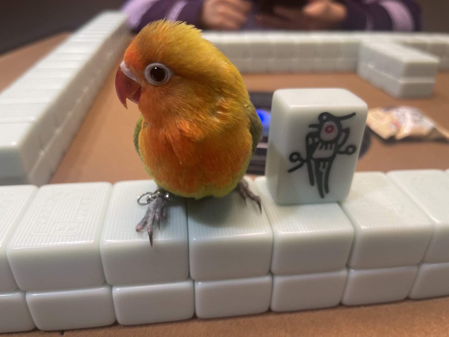 带一只小鸡打麻将是什么体验090909 除了盘鸡就是盘鸡 边打麻将