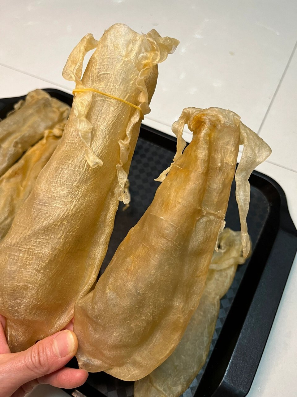 小金钱鱼胶,金钱须胶 以欢喜之心,漫度日常