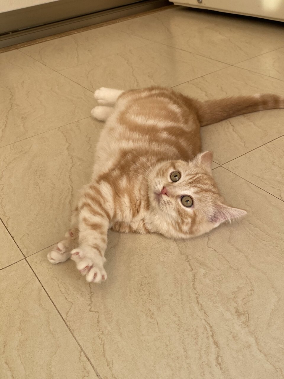 稀有色美短凯米尔色虎斑美短 稀有凯米尔色美短,美短母猫,稀有色红