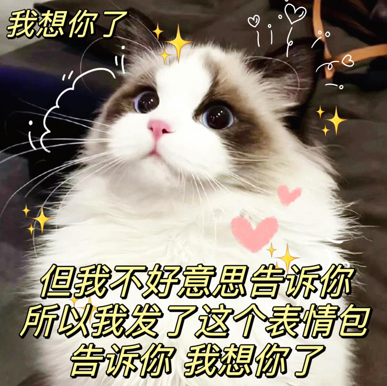 我想你了/猫猫表情包分享