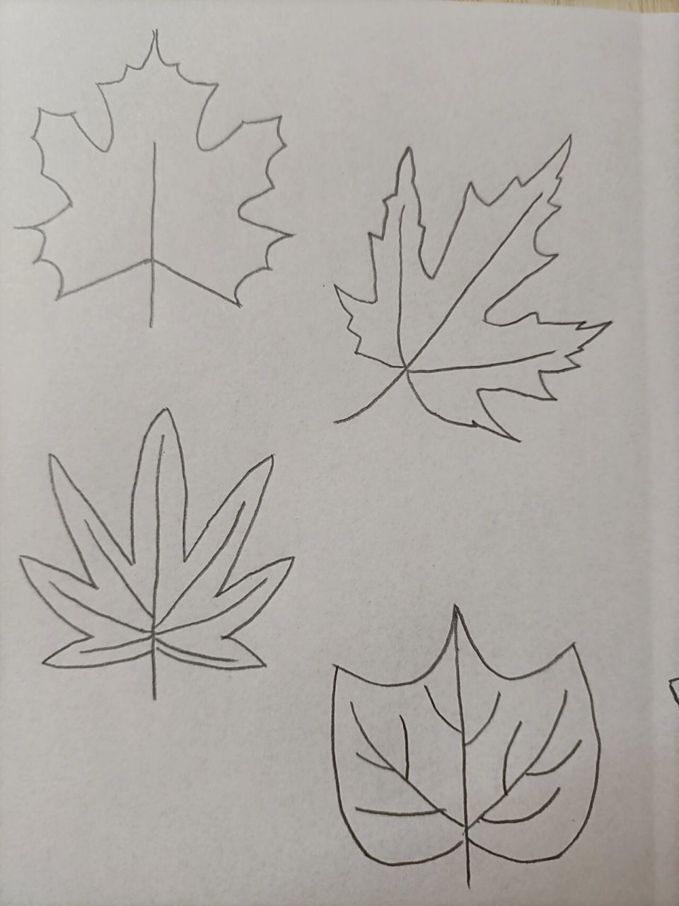 简笔画(194)树叶 坚持,加油! 我觉得这些树叶应该都是枫树叶吧!