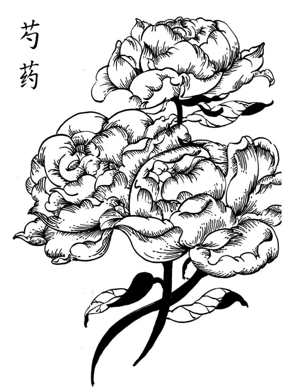 芍药花简笔画怎么画图片