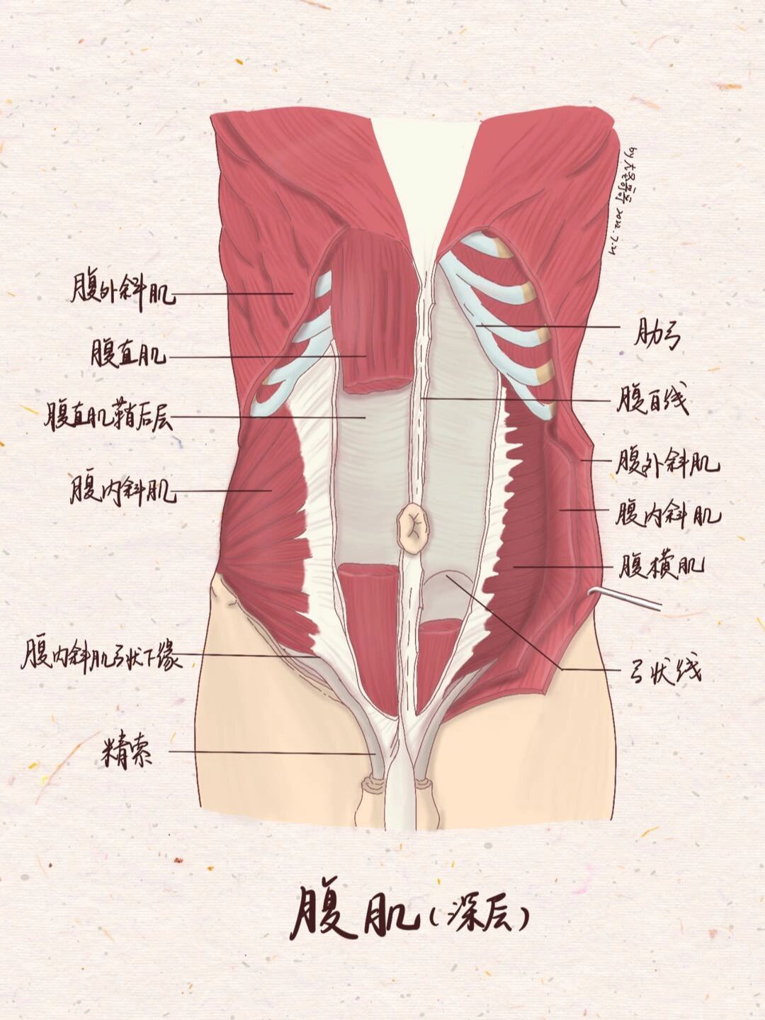 解剖学笔记22腹肌又好看又常考  敲重点 前外侧群的四块都很重要